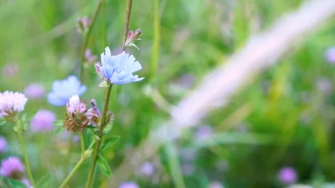 Close up of a cornflower surrounded by clover in a summer field 動画素材 113056177
