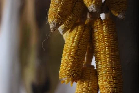 Close up corns hanging Stock Photos