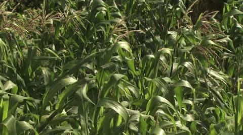 Close-up Cornstalks Blowing In the Wind Stock-Footage 19174536