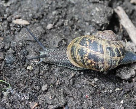 Close up of Cornu aspersum, known by the common name garden snail Stock Photos