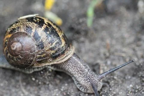 Close up of Cornu aspersum, known by the common name garden snail Stock Photos
