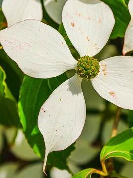 Close up of Cornus kousa flower head and white bracts Foto stock
