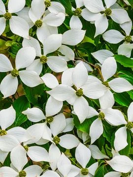 Close up of Cornus kousa white bracts and flower heads 写真素材