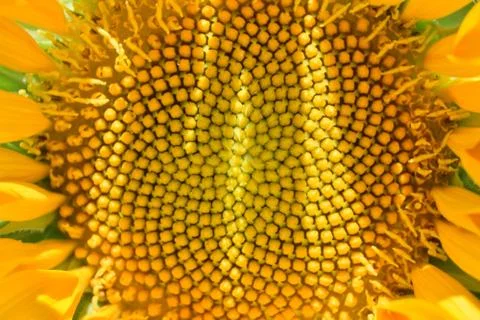 Close up of a corolla of a sunflower Stockfoto's