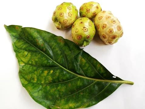 A close up of a Corossol on white background. Stock Photos