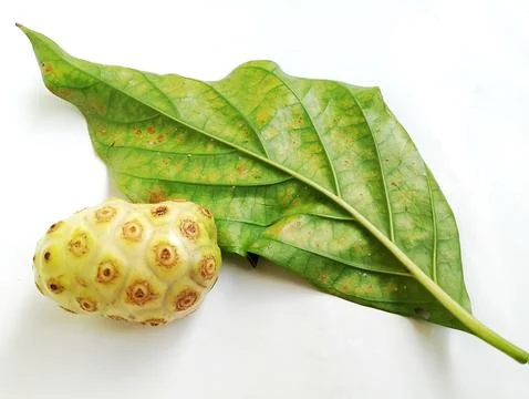 A close up of a Corossol on white background. Stock Photos