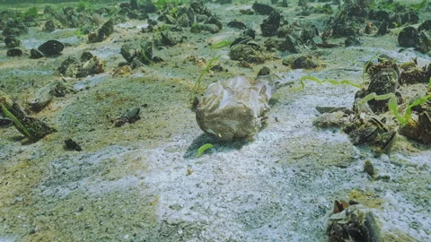 Close-up of corpse of dead goby lies on sand in low-oxygen zone, also known as Stock Footage 327209023