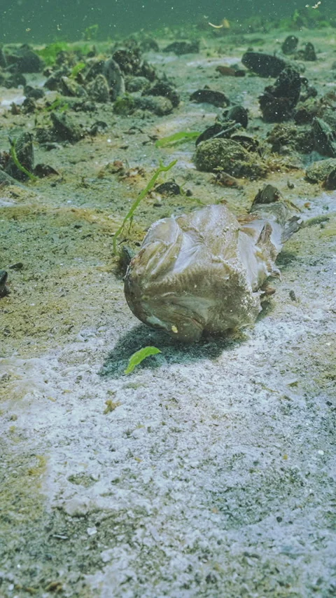 Close-up of corpse of dead goby lies on sand in low-oxygen zone, also known as Stock Footage 327973801