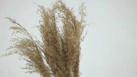 Close-up Cortaderia on a white background. Stock Footage 231806001