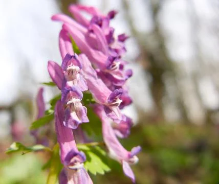 Close-up of Corydalis solida, also known as 'fumewort' or 'bird-in-a-bush' Stock Photos