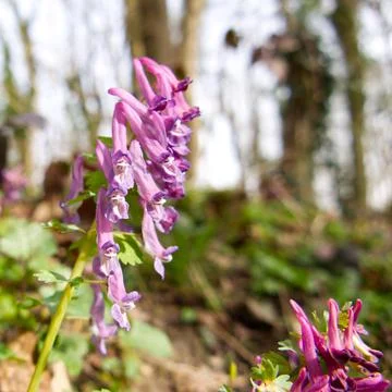 Close-up of Corydalis solida, also known as 'fumewort' or 'bird-in-a-bush' Stock Photos