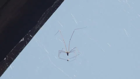 Close-up of cosmopolitan cellar spider against blue sky 4K slomo video 動画素材 265710558