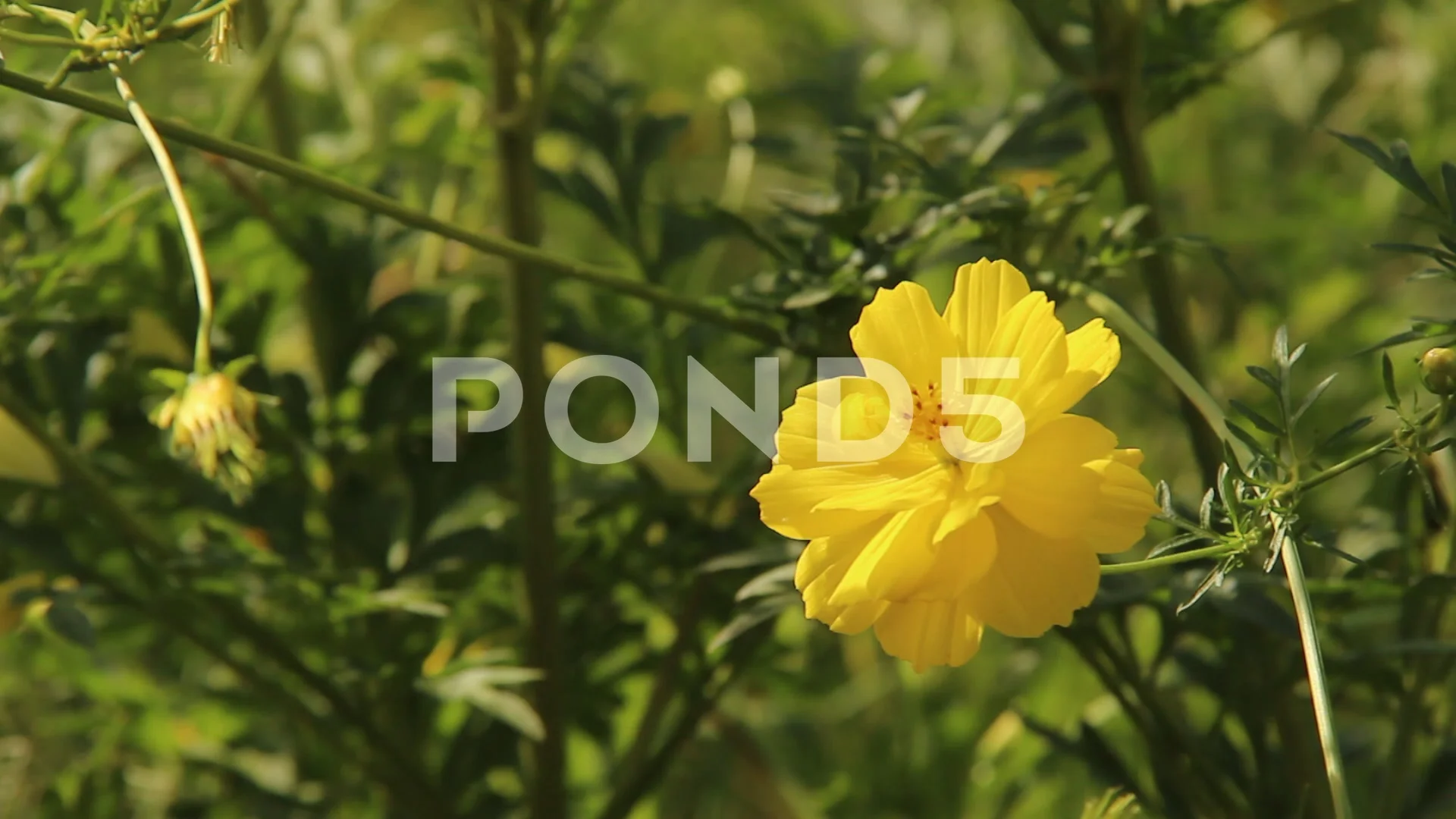 Close Up Of Cosmos Caudatus Or Yellow Ra Stock Video Pond5