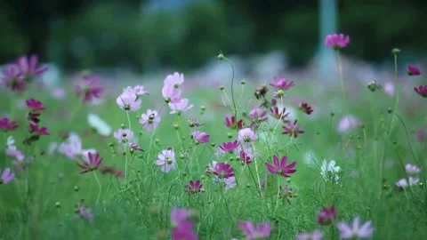 Close-up of a cosmos flower blowing in the wind.  Stock Footage 148719565