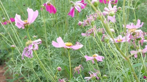 Close up on cosmos flowers Stock Footage 83508496