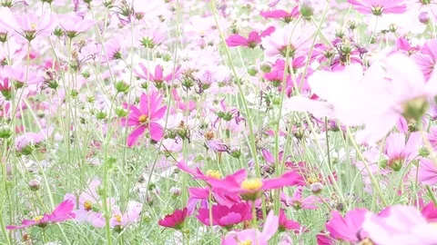Close up on cosmos flowers Stock Footage 83509923