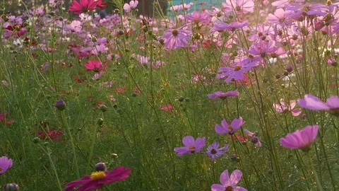Close up on cosmos flowers Stock Footage 83644089