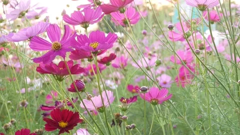 Close up on cosmos flowers Stock Footage 83648966