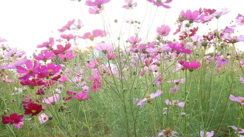 Close up on cosmos flowers Stock Footage 83651219
