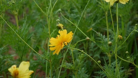 Close up on cosmos flowers Stock Footage 83668871
