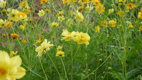 Close up on cosmos flowers Stock Footage 83668902