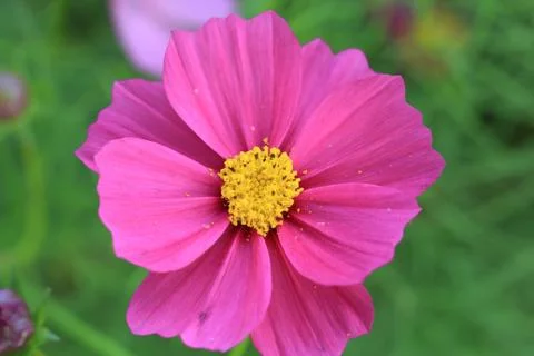 Close up Cosmos flowers Fotos de archivo