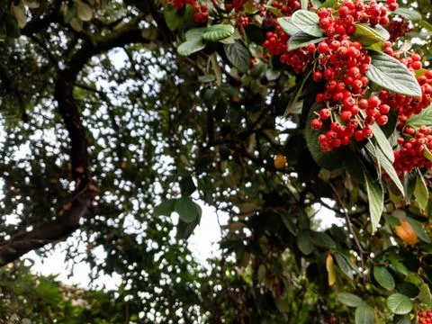 Close up of cotoneaster cornubia red berries Stock Photos
