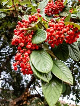 Close up of cotoneaster cornubia red berries Foto stock