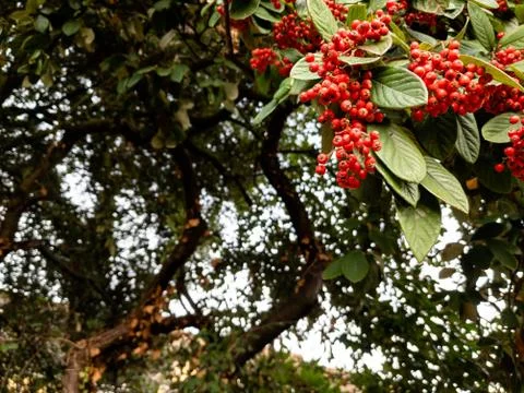 Close up of cotoneaster cornubia red berries Stock Photos