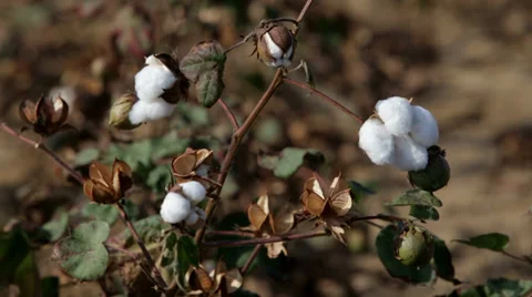 Close Up of Cotton Being Picked Stock Footage 36417444