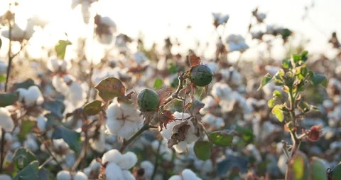 Close-up cotton boxes and bolls. Ready to harvest cotton field. Cotton harvest Stock Footage 267467250