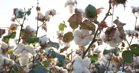 Close-up cotton field at sunset. Cotton harvest. Ready to harvest cotton bushes Stock Footage 259905523
