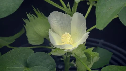 Close up of cotton flower opening. White cotton flower blooming on cotton plant 스톡 동영상 309921272