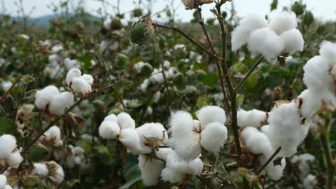 Close-up cotton Stock Footage 291056236