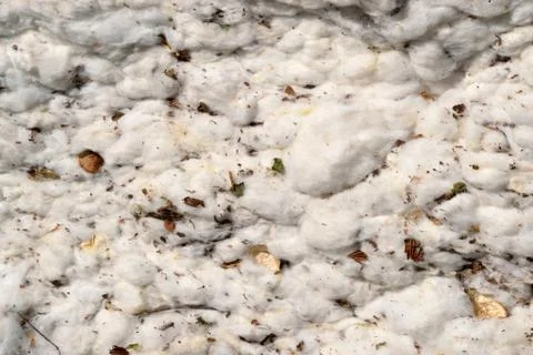 Close-up of a cotton module Stock Photos