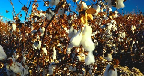 Close up of Cotton at the Plantation Stock Footage 121434307