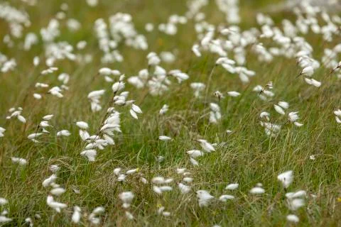 Close up of cottongrass growing in Scotland Stock Photos