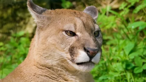 Close Up of Cougar Puma Face Snarling in Green Forest - 4K Wildlife Stock Footage 340619236
