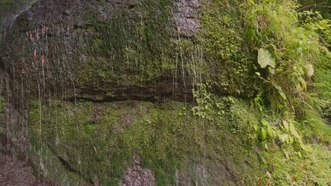 Close-up of countless water droplets dripping down vibrant green mossy rock Vídeos de archivo 336773436