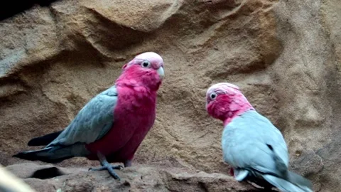 Close-up of a couple of beautiful parrots Stock Footage 162948653