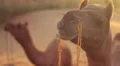 Close-up of a couple of camels resting among sand dunes HD Footage