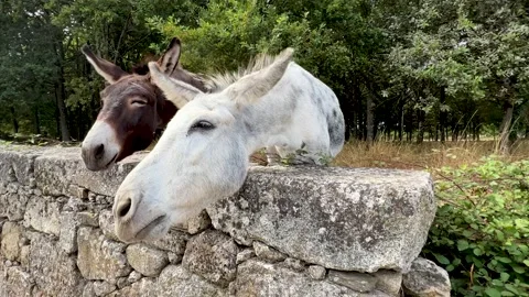 Close up of a couple of donkeys in the farm. Video stock 314044106