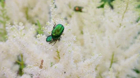 Close up of couple large emerald beetles crawl on a fluffy decorative plant Stock Footage 161977610