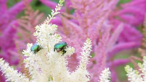 Close up of couple large emerald beetles crawl on a white decorative plant. Stock Footage 161977692