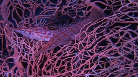 Close uP oF Couple Of Longnose hawkfish Over The Coral Stock Footage 300061483