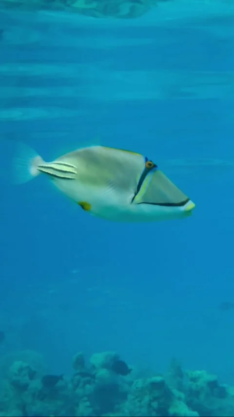 Close-up of a couple Triggerfish swimming under the surface of blue water.   Stock Footage 226959048