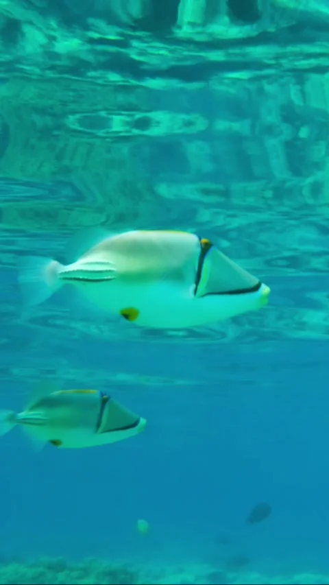 Close-up of a couple Triggerfish swimming under the surface of blue water.  Stock Footage 231521748