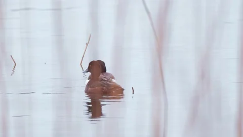 The close-up of couple of the Tufted duck (Aythya fuligula) Stock Footage 154237203