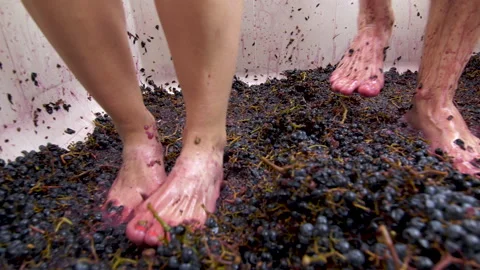 Close up of a couple's feet stomping grapes for wine making. Stock Footage 145888442