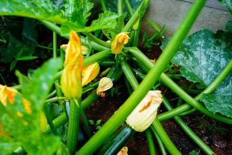 Close up of courgettes growing 库存照片
